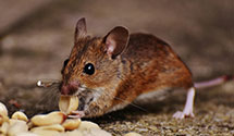 24 Hour & Emergency Exterminators in South Solon, OH